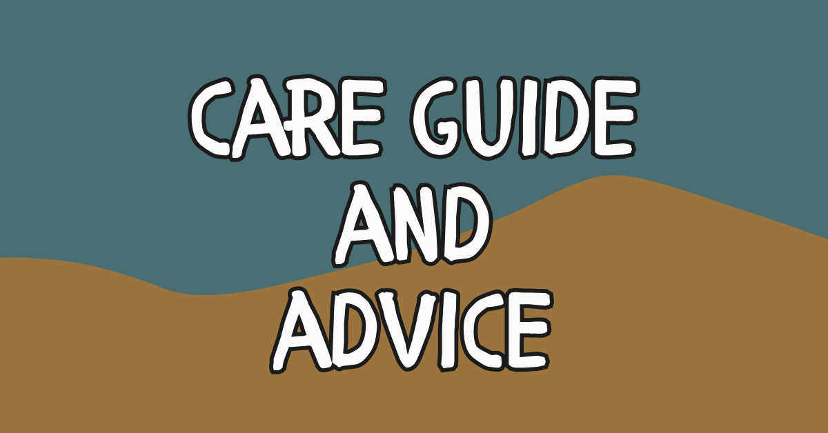 Bearded Dragon Care: Expert Tips and Insights