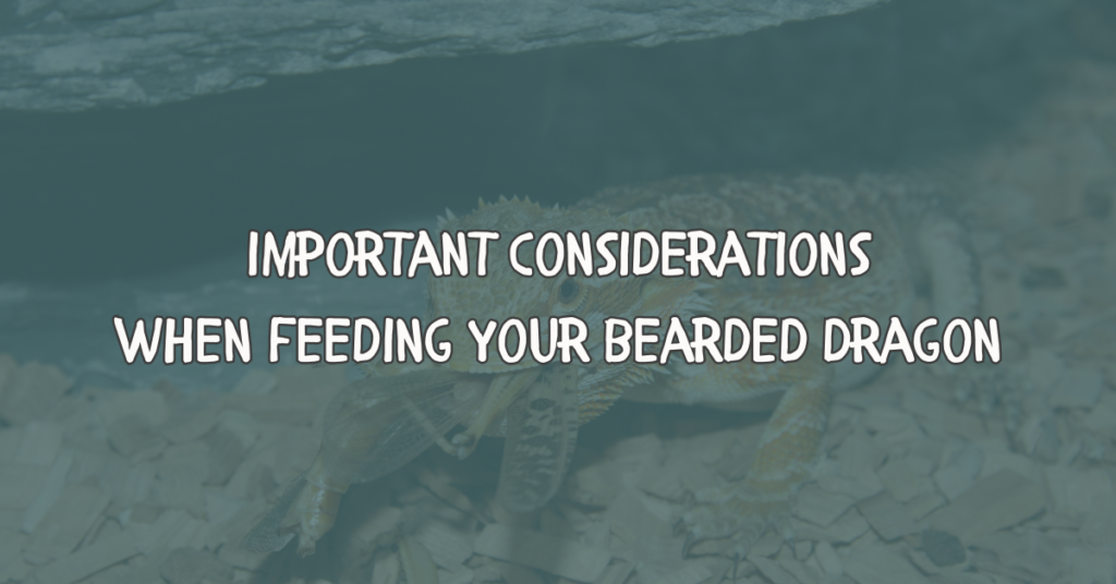 what to feed bearded dragons, diet considerations, bearded dragon food guide