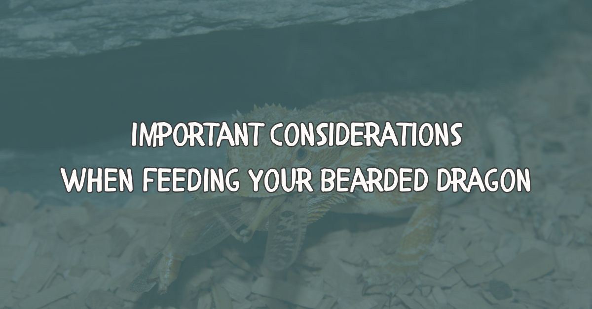 Bearded Dragon Feeding Guide: Nutrition Tips: Nutrition Advice