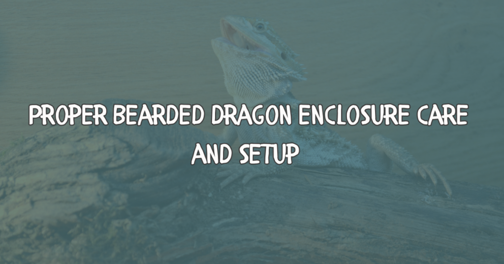 bearded dragon, bearded dragon enclosure, bearded dragon habitat cleaning