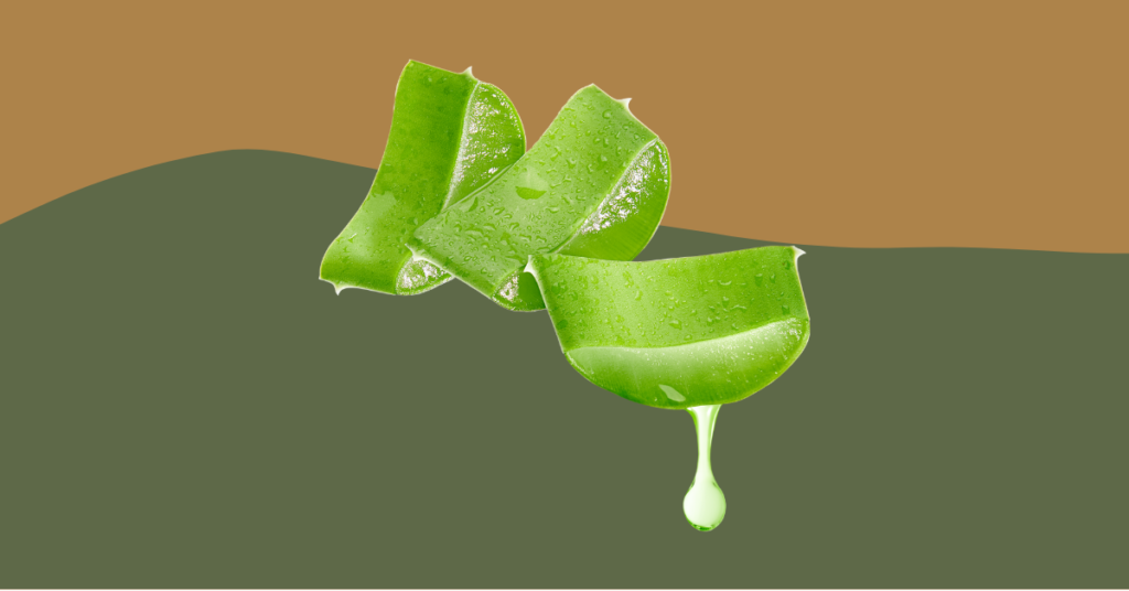 Can Bearded Dragons Eat Aloe Vera? (Updated)