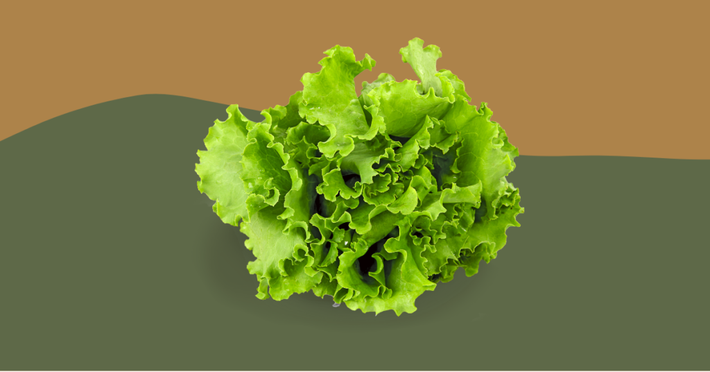 Can Bearded Dragons Eat Butter Lettuce? (Updated)