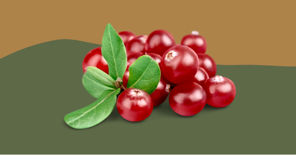 Can Bearded Dragons Eat Cranberries? (Updated)