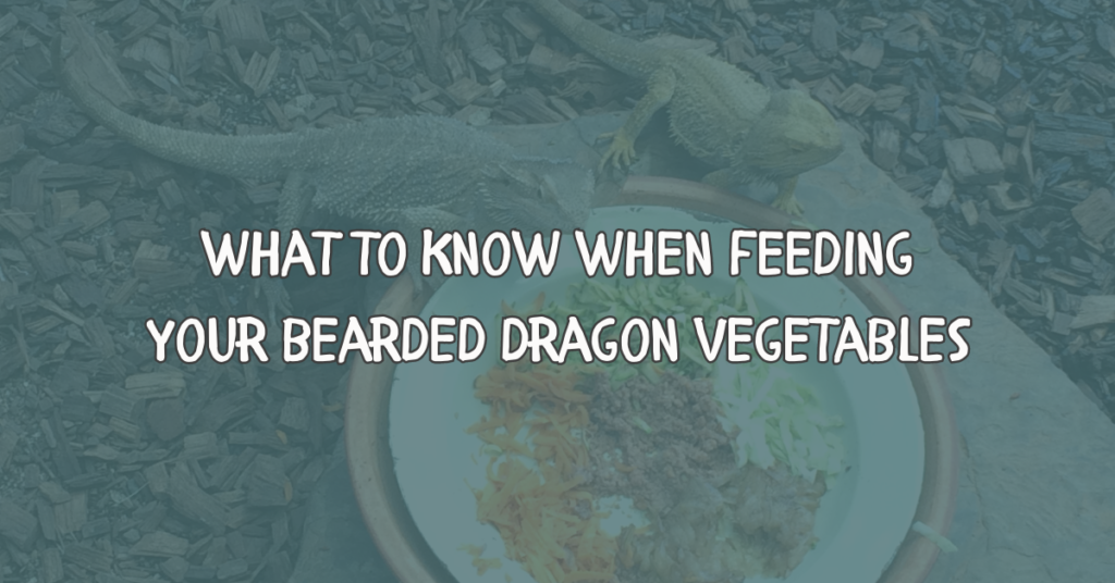 can bearded dragons eat vegetables, veggie diet for bearded dragons, what should bearded dragons eat, vegetables bearded dragons cant eat