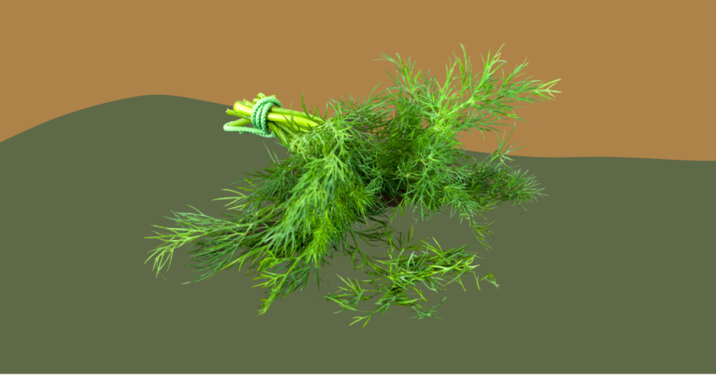 Can Bearded Dragons Eat Dill? (Updated)