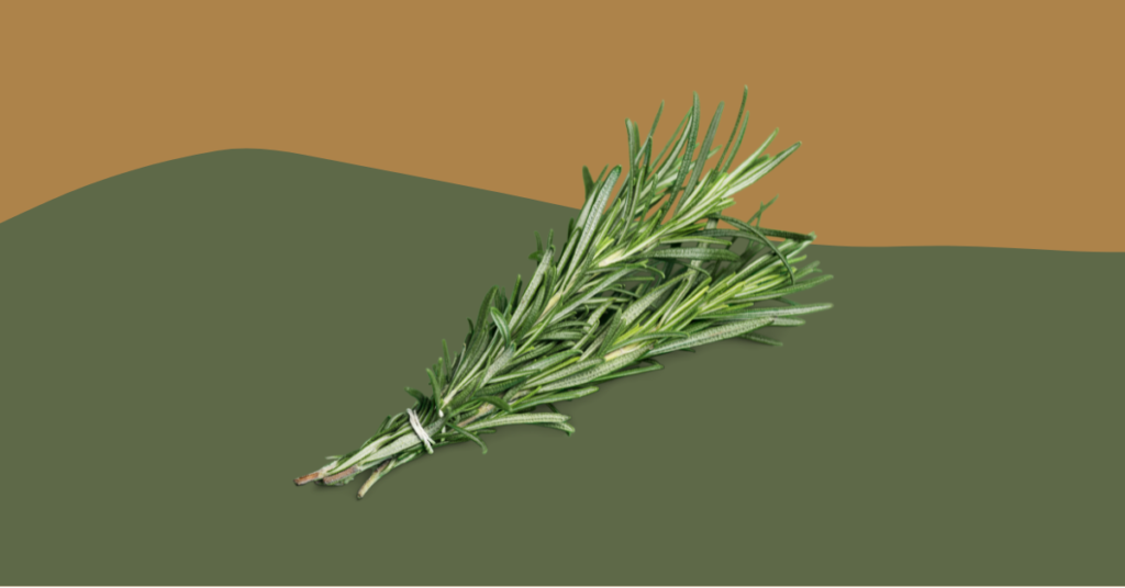 Can Bearded Dragons Eat Rosemary? (Updated)